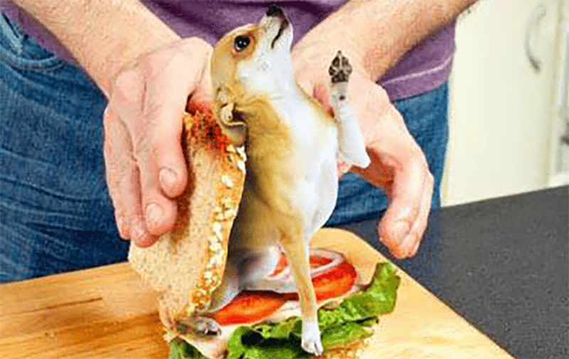 Area hardware store employee Rick Guzman found a live Chihuahua in his sandwich. Source: "The" David C Jensen.